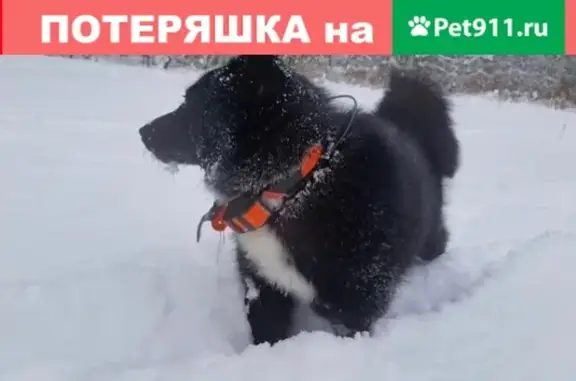 Пропала охотничья собака в Крестецком районе, вознаграждение за находку