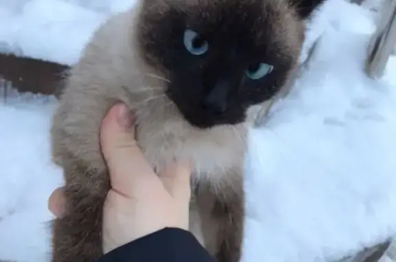 Найден сиамский кот на улице Есенина