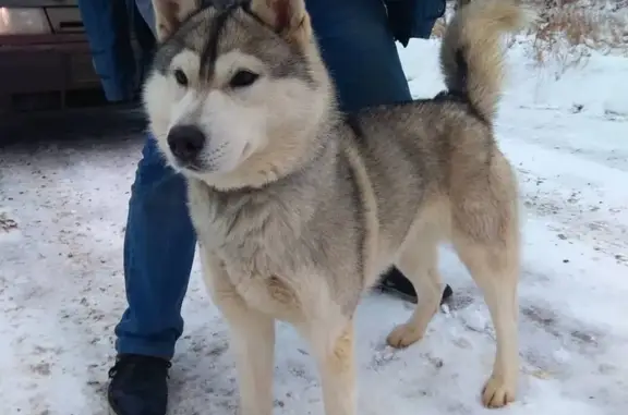 Найдена собака породы Хаски в ЛО- Ломоносовский район, Горелово