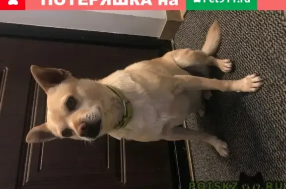 Найдена собака в КП Покровский, Истринский район