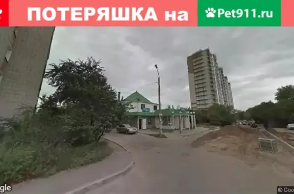 Найдена маленькая собака возле магазина на ул. Маршала Одинцова, 25Ж
