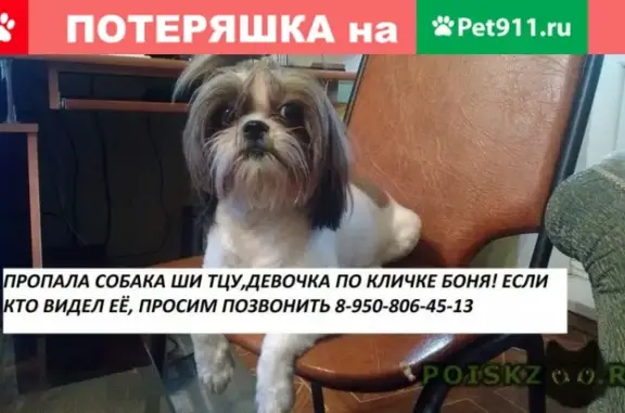 Пропала собака Боня около магазина Спар на ул. Космонавтов (Липецк)