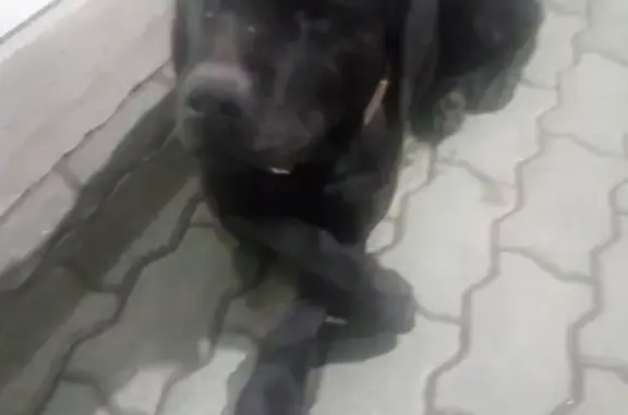 Найдена собака в Ростовской области