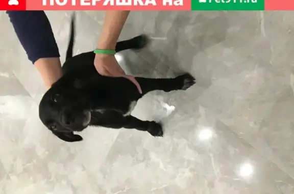 Найден щенок с белым пятном на животе на ул. Тухачевского.