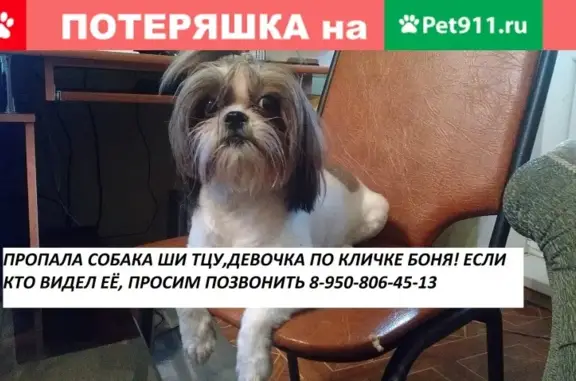 Пропала собака на ул. Космонавтов, Липецк.
