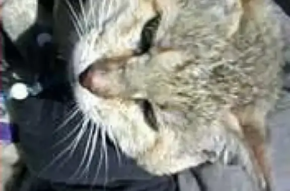 Кошки потеряшки, Североморск (Мурманская обл.), фото: Потеряшка кошка на ул. Гаджиева, Североморск