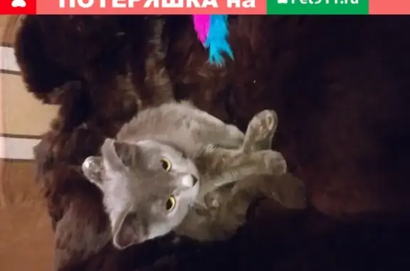 Найдена кошка на Новосибирской 64