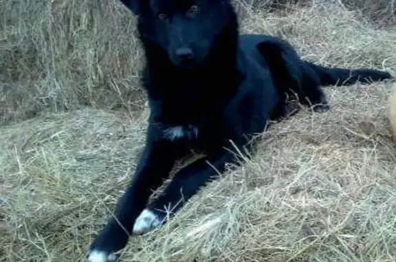 Собаки потеряшки, Астрахань, фото: Потеряшка дворняга возле магазина 