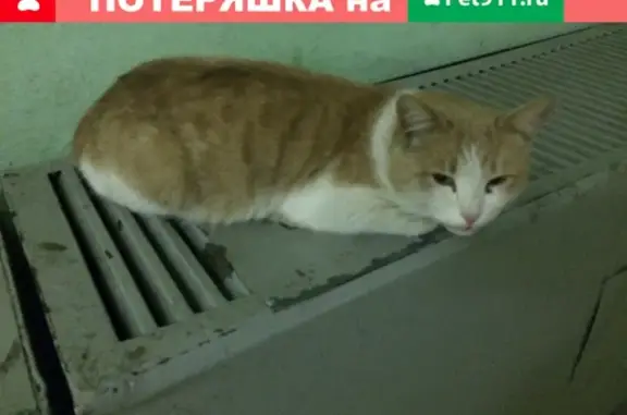 Кот найден на Братиславской улице, неизвестной породы и не молодой.