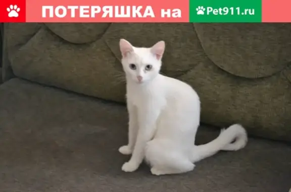 Пропала белая кошка с разными глазами на ул. Строителей, 45