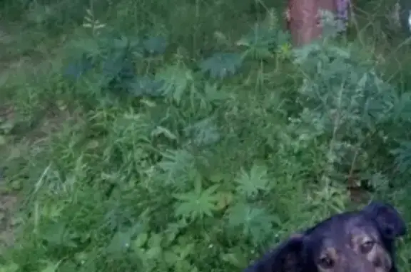 Собаки потеряшки, Соболево, фото: Потеряшка собака в деревне Соболево, Владимирская область