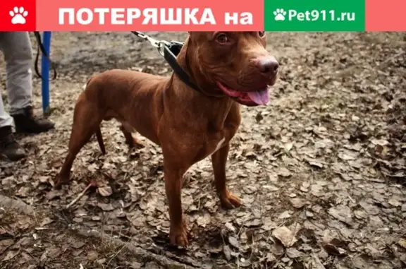 Пропала собака на Каштаке в Томске