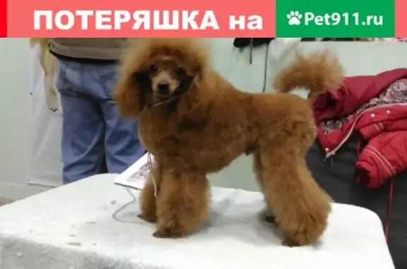 Пропала собака на улице Ушинского, Воронеж