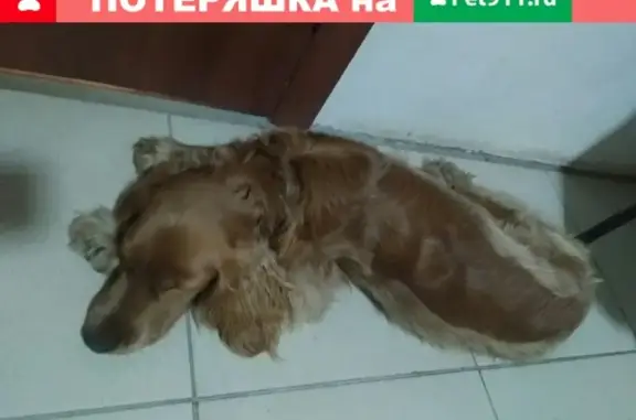 Найдена собака на АЗС Газпром в Таганроге