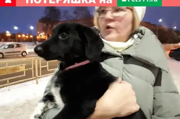 Найдена собака на пр. А.Невского, Петрозаводск!