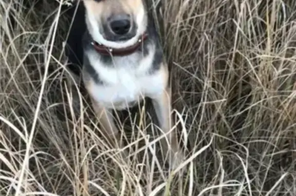 Собаки потеряшки, Дашковка, фото: Потеряшка собака в Дашковке, Московская область