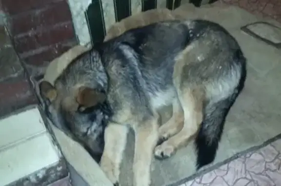 Найдена собака в Сормовском районе, Н. Новгород