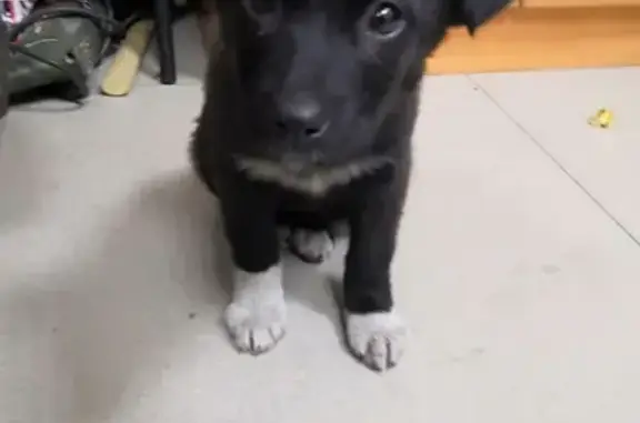 Найден щенок возле работы в Чите