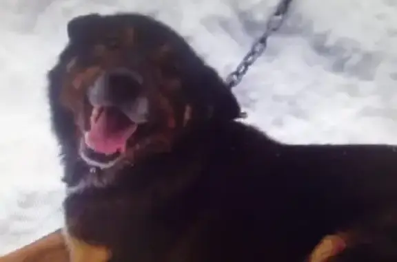 Пропала собака в Благовещенске, район Котловка