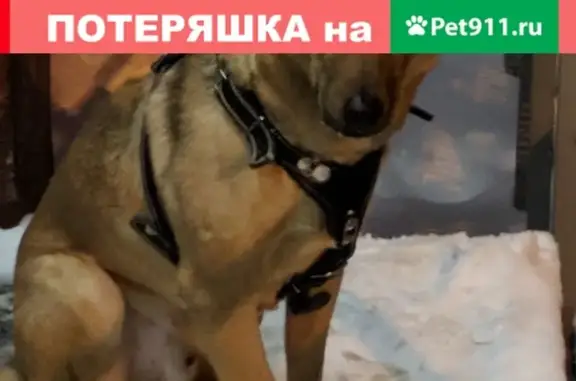Найдена собака на улице Старонародная, Бутово