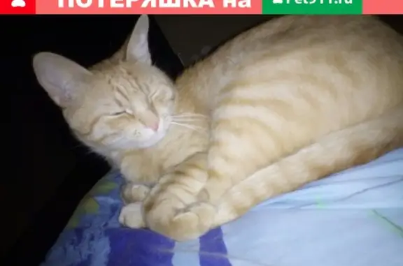 Пропала кошка Кико в Городском парке культуры и отдыха, Волжск, Республика Марий Эл