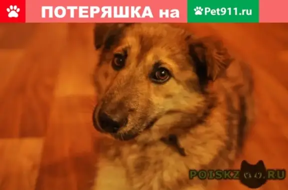 Найдена собака в Рябково, ищут хозяев