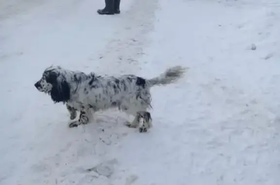 Найдена собака в Осаново-Дубовом, Шатурский район МО