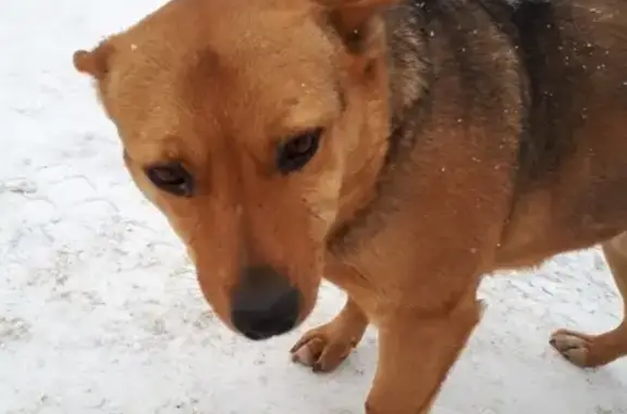 Найдена собака в Нарышево, Башкортостан