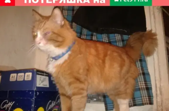 Найдена кошка в Архангельске, нужна помощь!