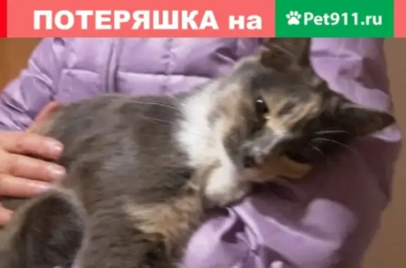 Найдена кошка (Екатеринбург, серый окрас)
