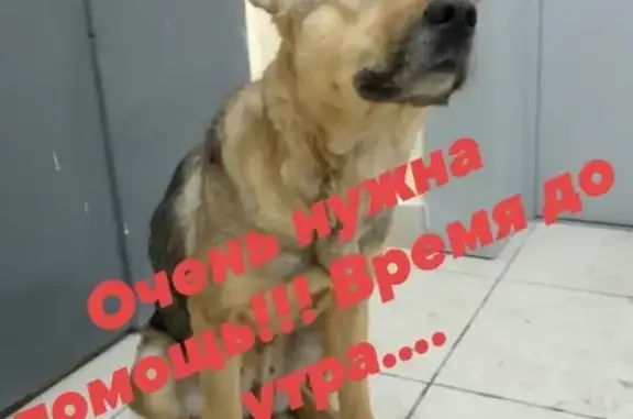 Собака найдена в Оренбурге, нужна помощь!