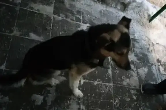Найдена собака на улице Лескова, дом 5, подъезд 8