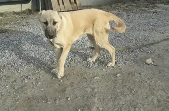 Пропала собака Тося в микрорайоне Войновка, Тюмень.