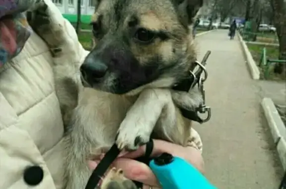 Пропала собака Лайза в Ижевске