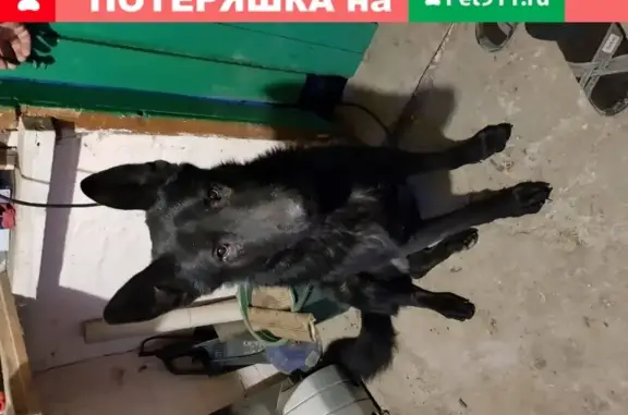 Собака найдена в Таганроге, Ростовская обл.