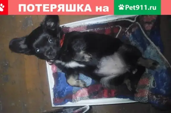 Пропала собака Дуся, ул. Серова 66, Сыктывкар.