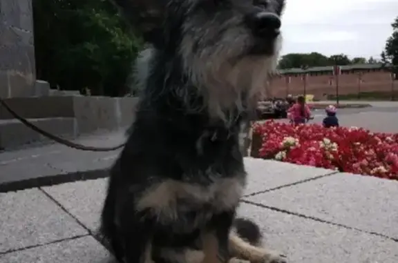 Пропала собака в Великом Новгороде на Мира