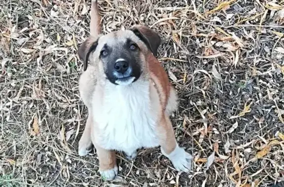 Пропала собака в районе Якутская Строительная/Столичный рынок