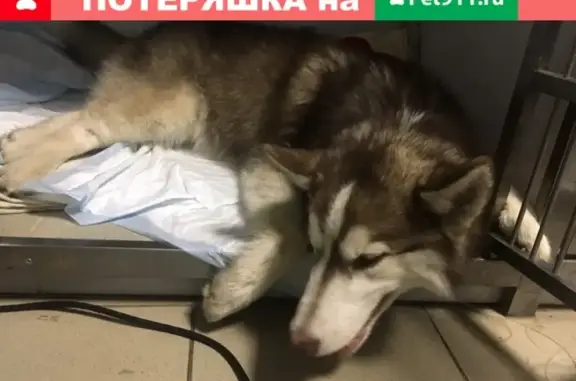Найден щенок хаски в Кузьминках, Москва