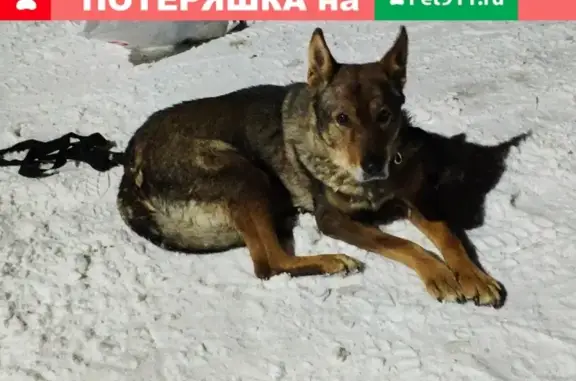 Найдена собака с больной лапой в Сортавале, Гидрогородок
