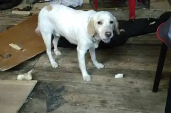 Найден молодой пёс в Костроме