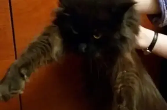 Найдена черная молодая кошка на ул. Пугачева 35