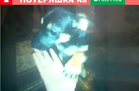 Пропала собака Хесси в Стерлитамаке, Башкортостан