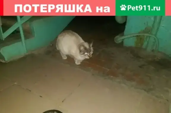 Найдена беременная кошка в Бирюлево, Москва