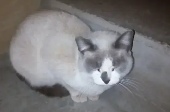 Найдена кошка в Чебоксарах, ищем хозяина