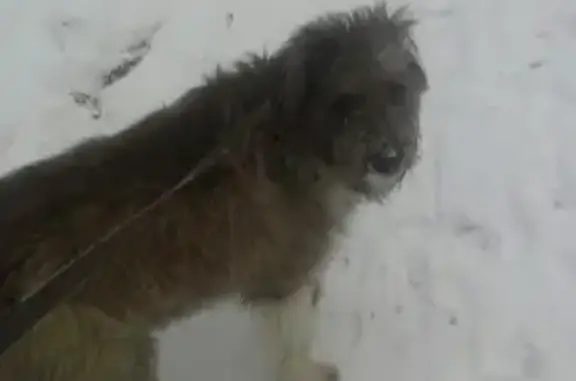 Пропала собака Алиса в посёлке Северка, Екатеринбург