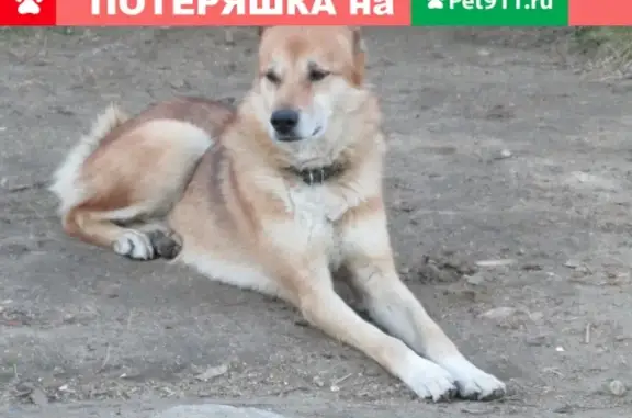 Собаки потеряшки, поселок Слюда, фото: Потеряшкаи две собаки в поселке Слюда, Мурманская область