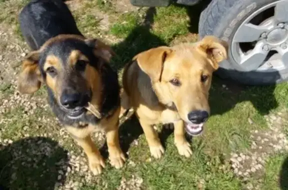 Собаки потеряшки, Кисельнинское, фото: Потеряшка собака в Белогорке на Зелёной горе