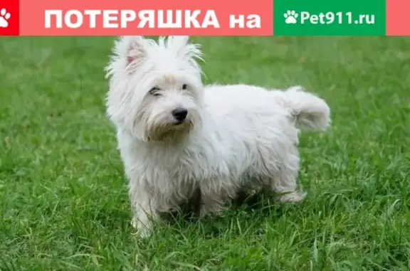 Найдена белая собака в Москве, ул. Академика Павлова
