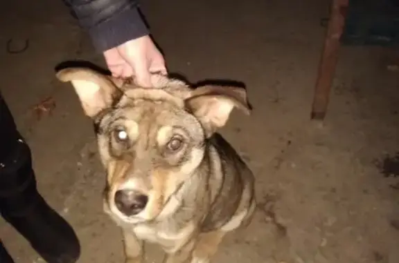 Найдена собака в Ялте: Sveta Luks